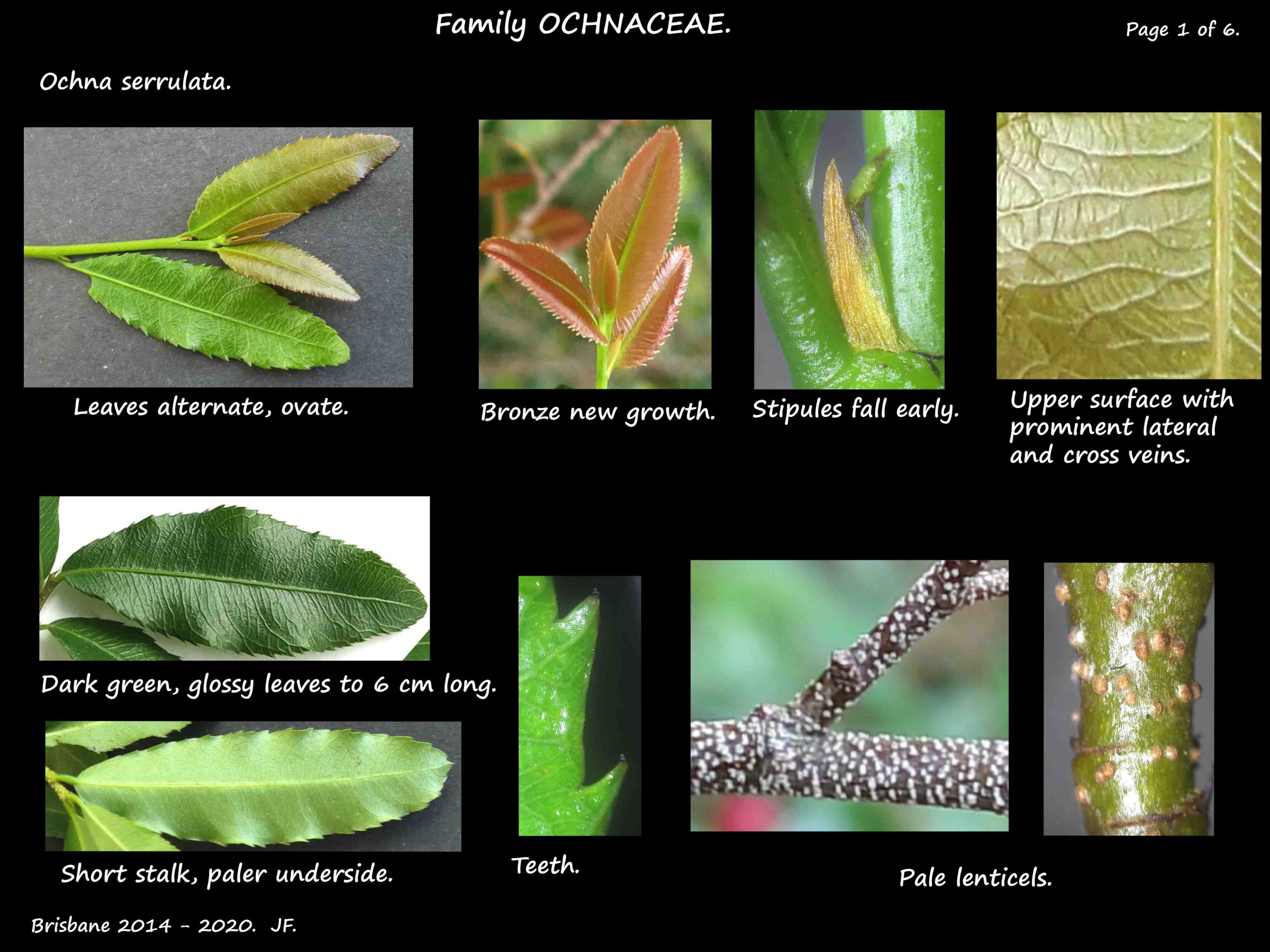 1 Ochna leaves & stipules